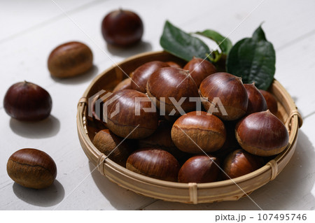 秋の味覚 栗 くり クリ 生栗 (白背景） 木の実 イガグリ 栗の実 白バック 107495746
