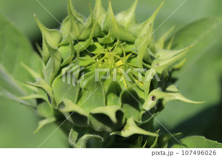 秋の庭に咲くひまわりの花のつぼみ 秋の庭に咲くひまわりの花のつぼみ 107496026