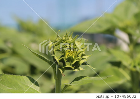 秋の庭に咲くひまわりの花のつぼみ 107496032