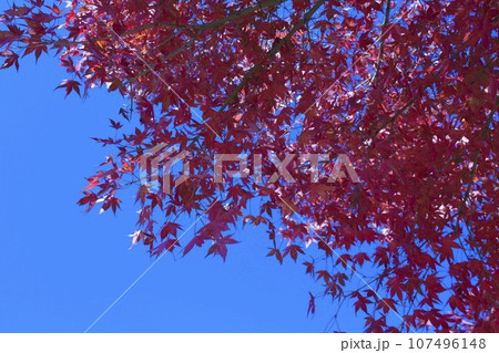 紅葉と青空 紅葉と青空 107496148