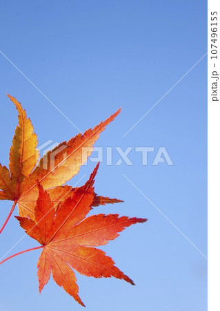 秋空と紅葉 秋空と紅葉 107496155