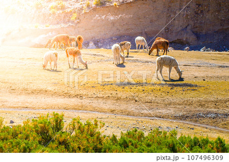 Herd of llamas on pasture, Bolivia 107496309