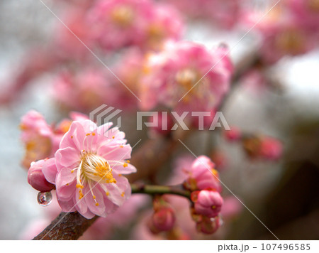 3月に咲いた紅くてかわいい梅の花「フジボタンシダレ(藤牡丹枝垂)」 3月に咲いた紅くてかわいい梅の花「フジボタンシダレ(藤牡丹枝垂)」 107496585