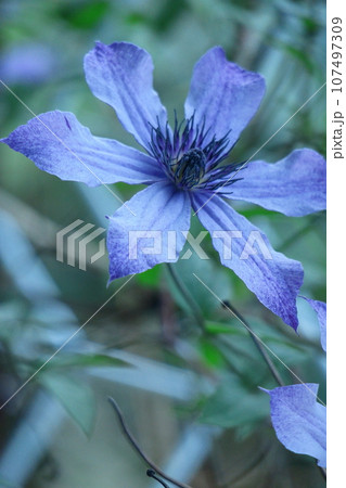 つる植物の女王 つる植物の女王 107497309
