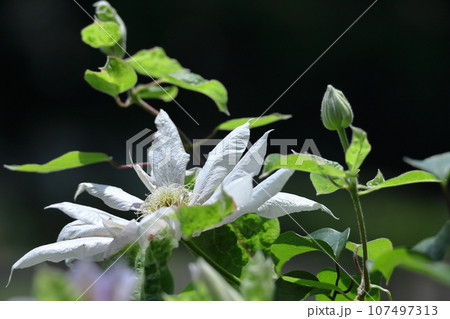 つる植物の女王 107497313
