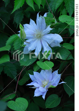 つる植物の女王 つる植物の女王 107497363