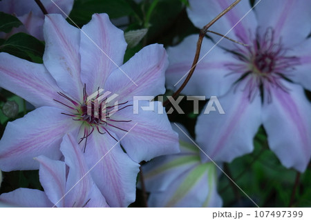 つる植物の女王 つる植物の女王 107497399