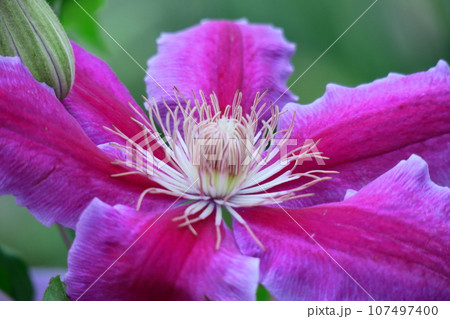 つる植物の女王 107497400