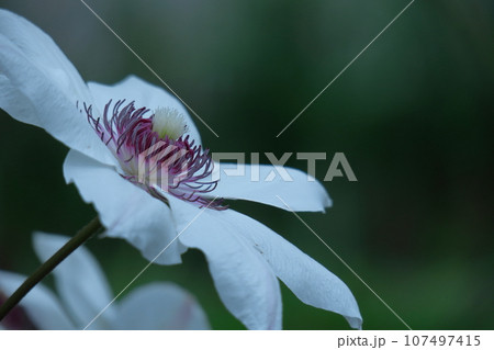 つる植物の女王 つる植物の女王 107497415