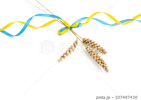 Wheat spikelets with yellow and blue ribbon in colors of Ukrainian flag isolated on white Wheat spikelets with yellow and blue ribbon in colors of Ukrainian flag isolated on white 107497430