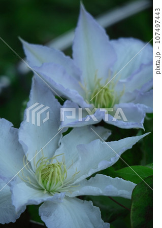 つる植物の女王 107497443