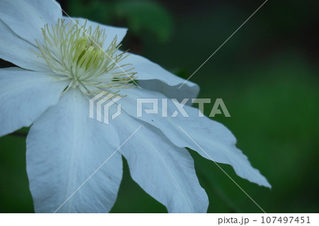 つる植物の女王 107497451