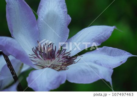 つる植物の女王 107497463