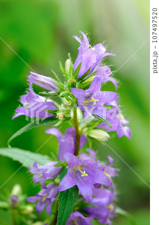 Violet flowers of nettle-leaved bellflower (Campanula trachelium) close up 107497520