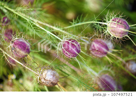 Close up of Love-in-a-mist Shorty Blue fruit (Nigella). Selective focus 107497521