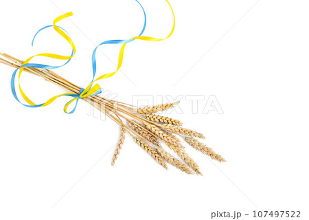 Wheat spikelets with yellow and blue ribbon in colors of Ukrainian flag isolated on white 107497522