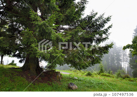 Morning fog in the mountains among the forest. Morning in the forest after the rain. Old spruce Morning fog in the mountains among the forest. Morning in the forest after the rain. Old spruce 107497536