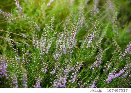 Selective focus bush of wild purple flowers Calluna vulgaris (heath, ling or simply heather).  107497557