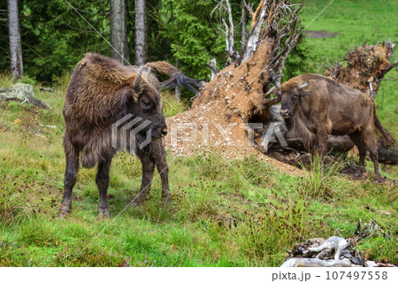 European Bison in the forest. Wisent. Bison bonasus. 107497558