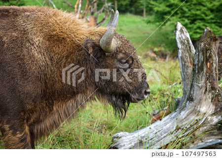 European Bison in the forest. Wisent. Bison bonasus. 107497563