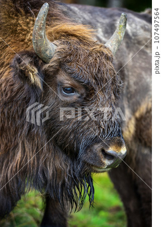 European Bison in the forest. Wisent. Bison bonasus. Detail portrait European Bison in the forest. Wisent. Bison bonasus. Detail portrait 107497564