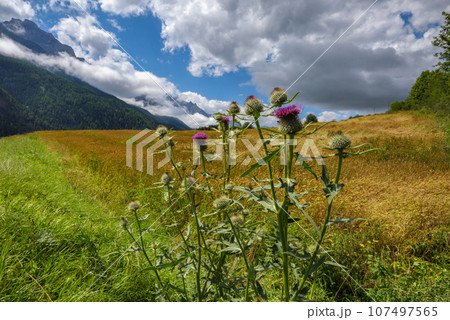 A close up view on an thistle flowers with an amazing view on the Alps. Alpine pasture. Blossoming A close up view on an thistle flowers with an amazing view on the Alps. Alpine pasture. Blossoming 107497565