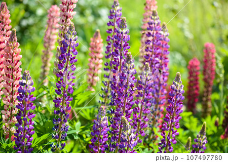 Lupinus, lupine field with pink, purple and blue flowers. Flower background. 107497780