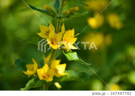 Lysimachia vulgaris growing in the garden. Selective focus 107497782