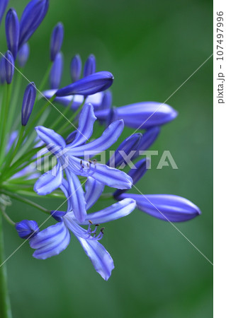 放射状に咲く 107497996