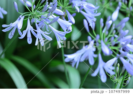 放射状に咲く 107497999