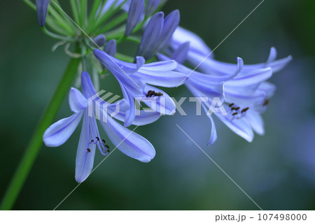 放射状に咲く 107498000