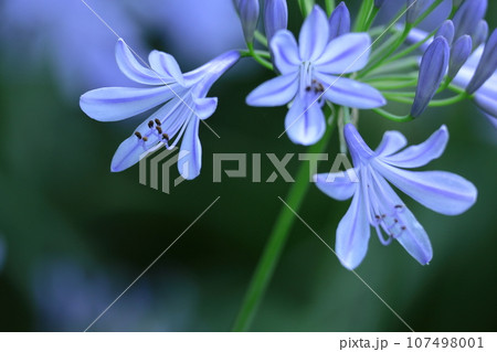 放射状に咲く 107498001