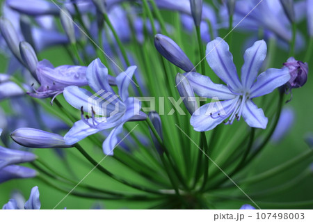 放射状に咲く 107498003