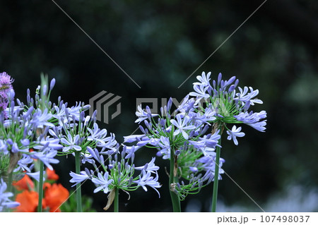 放射状に咲く 107498037