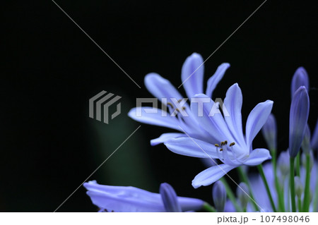 放射状に咲く 107498046