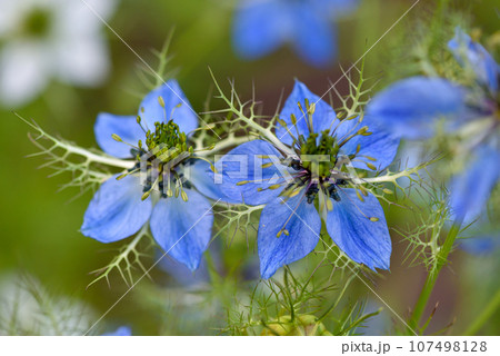 Nigella sativa, black cumin, buttercup family, close up pretty blue flowers Nigella sativa, black cumin, buttercup family, close up pretty blue flowers 107498128