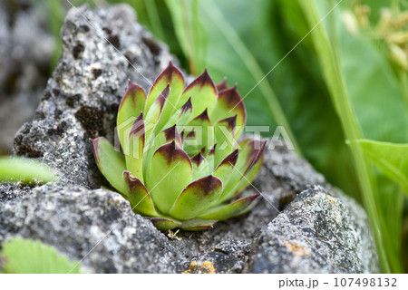 Sempervivum succulent plant on a stone for garden landscape design Sempervivum succulent plant on a stone for garden landscape design 107498132