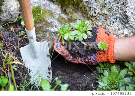 Gardener planting sempervivum plant in the garden. Spring garden works concept 107498133
