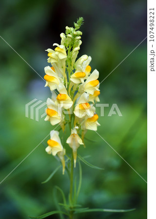 Linaria vulgaris blooms in the wild among grasses 107498221