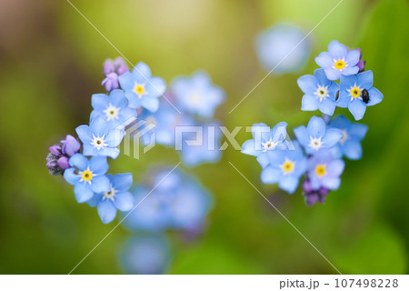 Beautiful forget-me-not blue wildflowers (Myosotis)  in the blurred background of green grass 107498228