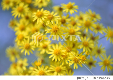 Jacobaea vulgaris, Senecio Jacob. Yellow blooming Ragwort on a blue background. Floral background 107498235