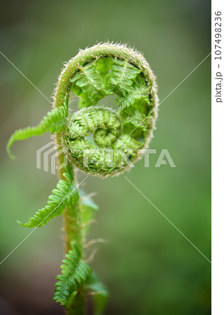 Young shoot of Common Male Fern, Dryopteris filix-mas 107498236