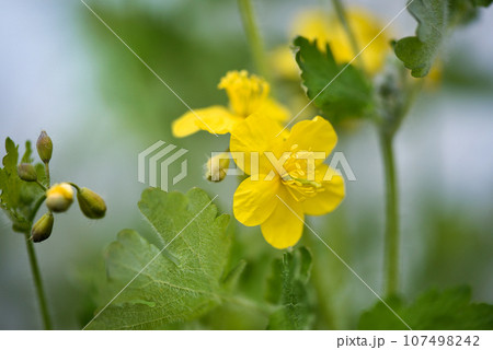 Greater Celandine, yellow wild flowers, close up. 107498242