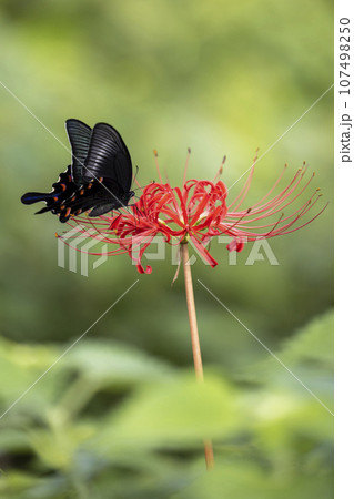 彼岸花の蜜を吸うアゲハチョウ 107498250