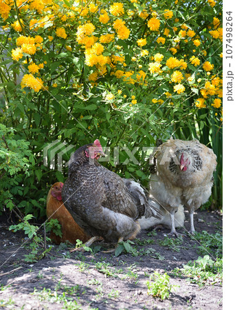 Hens under a spring bush of yellow flowers. Free range chickens on a lawn Hens under a spring bush of yellow flowers. Free range chickens on a lawn 107498264