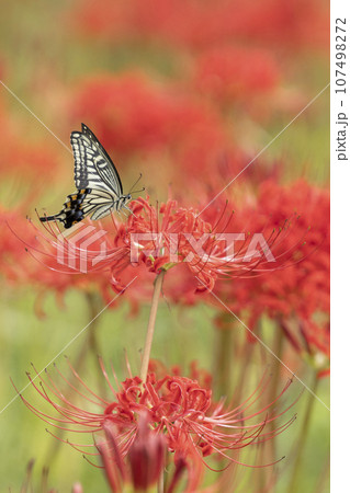 彼岸花の蜜を吸うアゲハチョウ 彼岸花の蜜を吸うアゲハチョウ 107498272