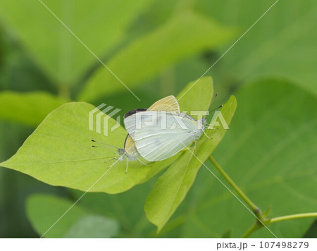 葉の上で交尾するモンキチョウ 107498279