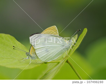 葉の上で交尾するモンキチョウ 107498280