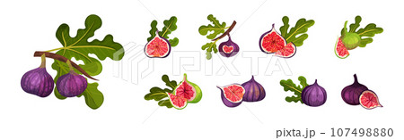 Fig Fruit with Thin Skin and Many Small Seeds Inside Vector Set 107498880