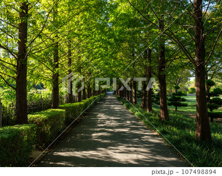 韓国・釜山 在韓国連記念公園 United Nations Memorial Cemetery 韓国・釜山 在韓国連記念公園 United Nations Memorial Cemetery 107498894